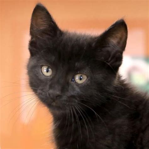 Hi Im Kiefer Im A 2 Month Old Neutered Male Black Domestic Short