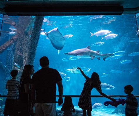 Audubon Aquarium Of The Americas To Reopen July 16