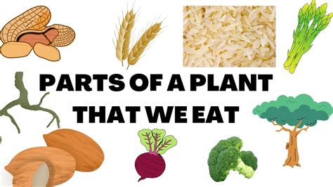 Parts Of Plant That We Eat Where Do Plants Store Their Food Edible