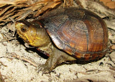 Southeastern Mud Turtle PA HERP IDENTIFICATION