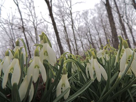 Snow Drops Transitioning Into Spring Pretty Flowers Woodland Garden