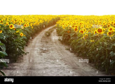 Landscape With Dirt Road Between Blooming Sunflower Fields Meadow On