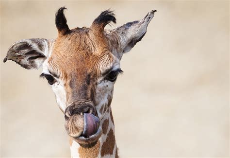 Adorable Baby Giraffe Born At Dublin Zoo This Month