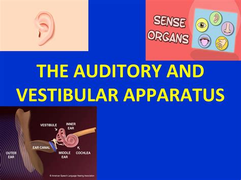 Solution The Auditory And Vestibular Apparatus Physiology Studypool