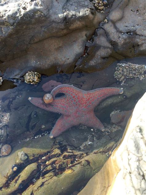 Starfish And Hermit Crab In A Tide Pool Hermit Crab Tide Pools Crab