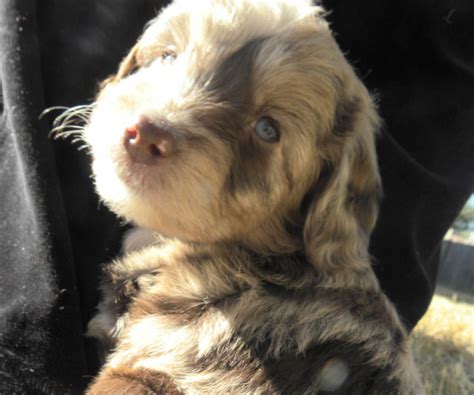 I'm the breeder behind labradoodles located in mesa, az. Mini F1 Aussiedoodle Puppies for Sale - DreamyDoodles ...