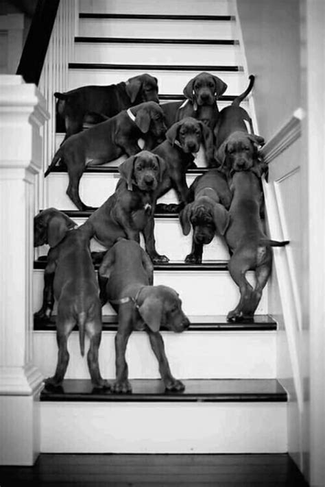 40 Amazing Pictures Of Great Dane