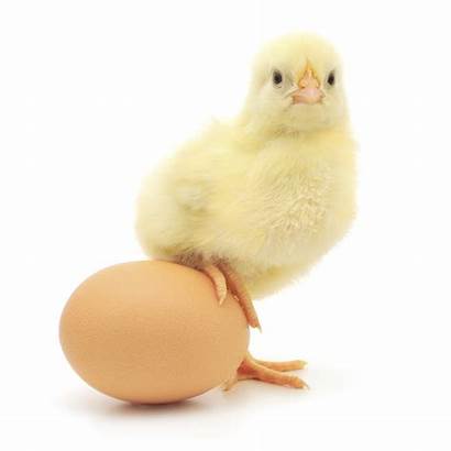 Egg Chicken Allergy Symptoms Eggs Marketing Mobile