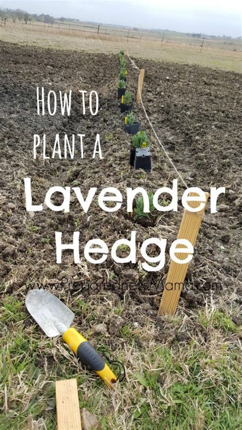 How To Plant A Lavender Hedge For A Garden Windbreak Preparednessmama