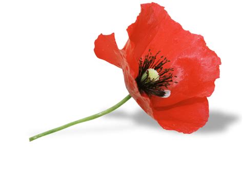 Poppy Flower Png Transparent Image Download Size 800x582px