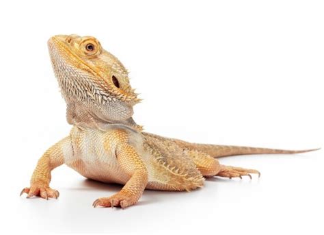 There are so many reptile species that can make terrific pets and can live a long time with proper care and regular veterinary attention. The 5 Best Reptiles and Amphibians for Kids | PetMD