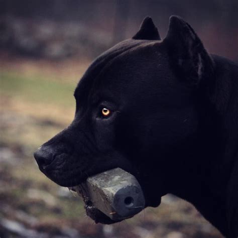 Born october 23, 1986) is a russian mixed martial artist, who at one time fought in the featherweight division for the bellator fighting championships. 🖤 Prague 🖤 #king #beast #beauty #pitbull | Pitbull terrier ...