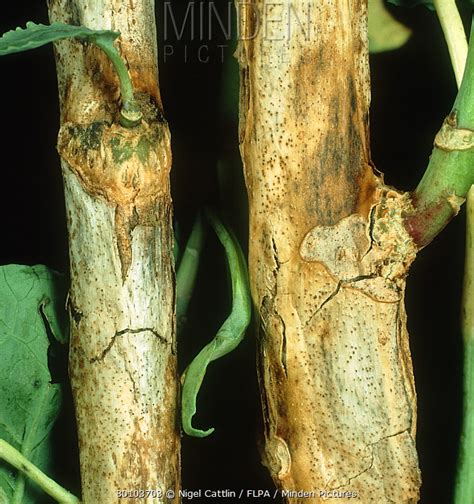 Minden Pictures Stem Canker Phoma Lingam Lesions On The Stems Of