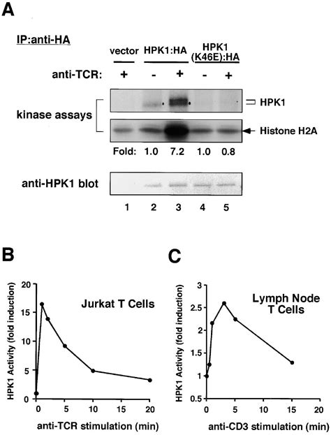 Hpk1 Is Activated By Lymphocyte Antigen Receptors And Negatively