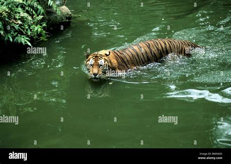 Tiger Swimming Sumatra Tiger Zoo Singapore Animal Beast Stock Photo Alamy
