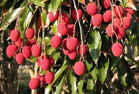 Get the best deal for temperate fruits&fruit trees from the largest online selection at ebay.com. 10 Exotic Fruit Trees to Have in Your Garden | Home n ...