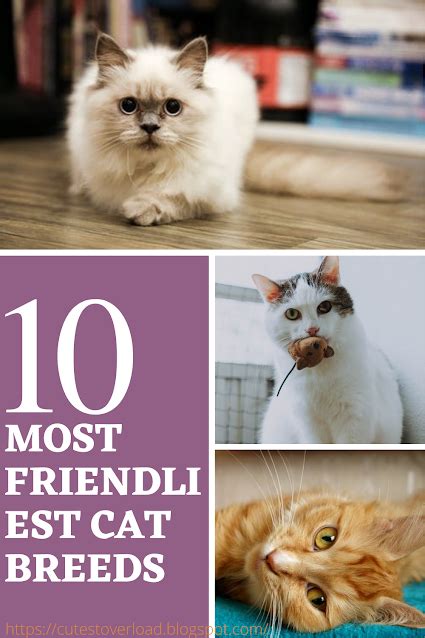10 Most Friendliest Cat Breeds In 2021 Cat Breeds Cats Burmese Cat