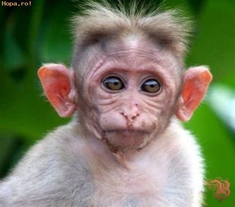 Big Ears Animals Funny Pictures Funpub Monkeys Funny Funny
