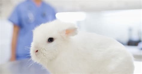 Rvhd2 The Uks Newest Fatal Rabbit Disease Huffpost Uk