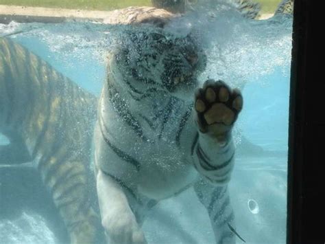 White Bengal Tiger Under Water Gallery Ebaums World