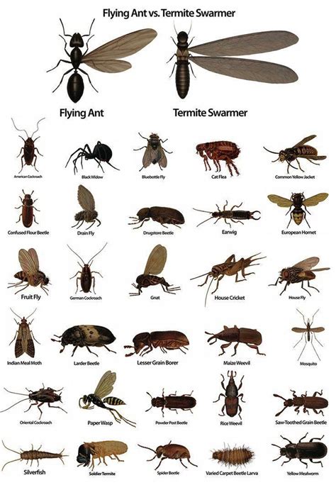Termiteinspection Pestinspection Identifier Pestpest Identifier