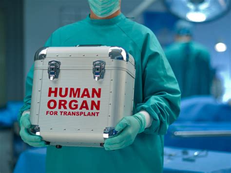 Cientistas Propõem Nova Técnica Para Conservação De órgãos A Serem