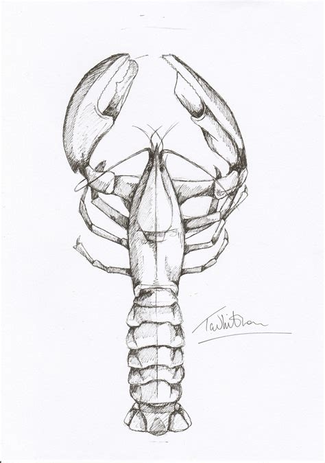 A4 Lobster Ink Illustration Lobster Art Lobster Drawing Etsy In