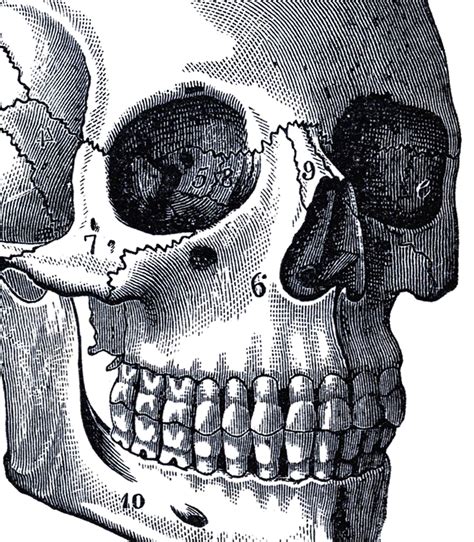 Human heart diagram anatomy tattoo. Vintage-Anatomy-Skull-Image-GraphicsFairy-thumb - The Graphics Fairy