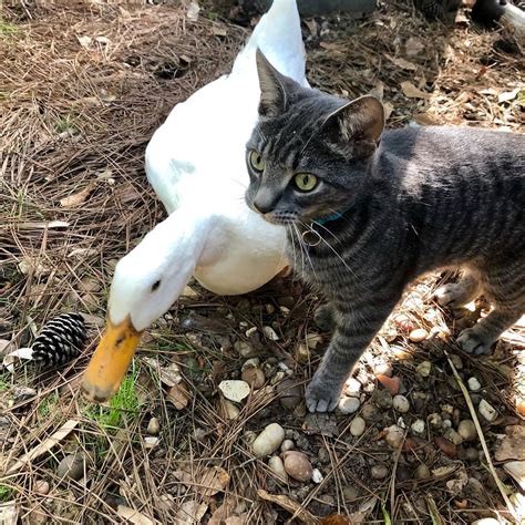 meet butterball and kimmy the adorable duck and cat duo our funny little site