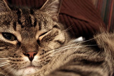 10 Weird Cat Behaviors And Quirks Explained