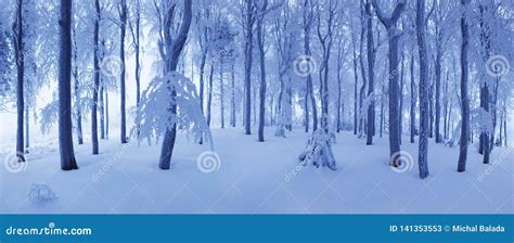 Winter Snow Forest Snow Lies On The Branches Of Trees Frosty Snowy