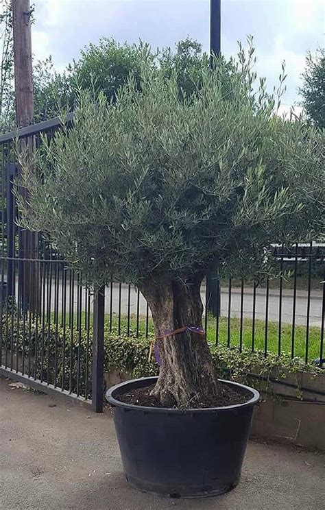 Ancient Old Olive Trees for Sale UK. Buy Online UK & IRL