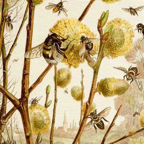 Vintage Bee Prints Honey Bee Postcard Bumblebee Art Prints Etsy