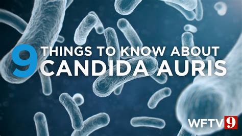 Candida Auris 9 Things To Know About Drug Resistant Potentially