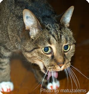 Chronic cat vomiting occurs more often than once, and can also damage the esophagus, sometimes causing ulceration. Cat Vomiting - PoC