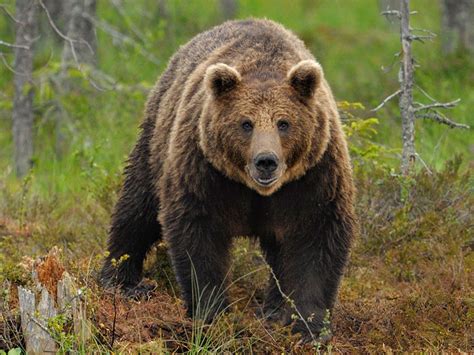 Медведь Википедия Фото — Photobyru