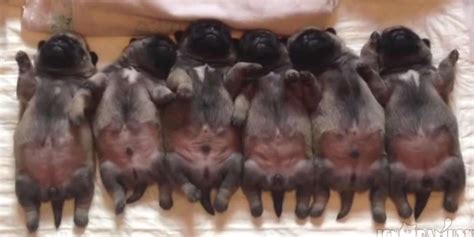 I looked it up to find that it is normal but i'm curious to know why. 6 Sleepy Pugs Wiggle Their Way Through Cutest Slumber ...
