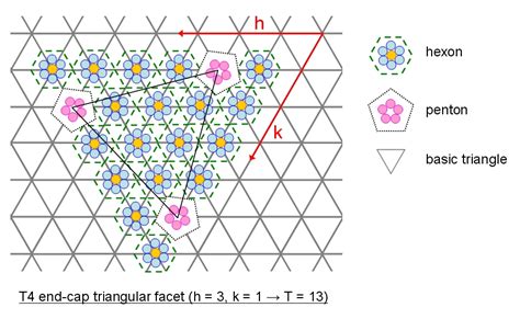 Virus Molecular Architecture