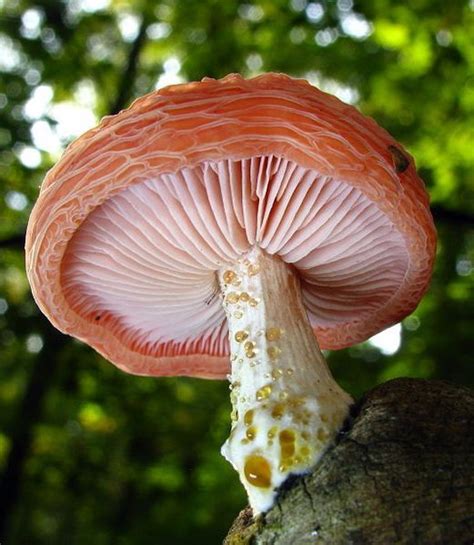 Wrinkled Peach mushroom (Rhodotus palmatus) ~ By Dan Molter | Stuffed ...