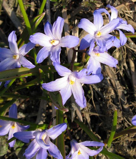 Flower color is and blooms in. Scilla forbesii - Barents Flora