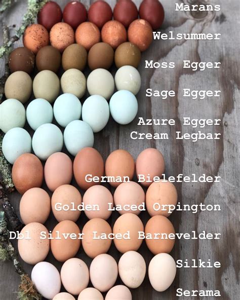 Black Copper Marans Egg Color Chart Google Search Chicken Egg My Xxx Hot Girl