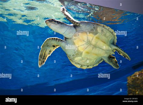 Green Sea Turtle An Endangered Species In Monterey Bay Aquarium Monterey California Usa Stock