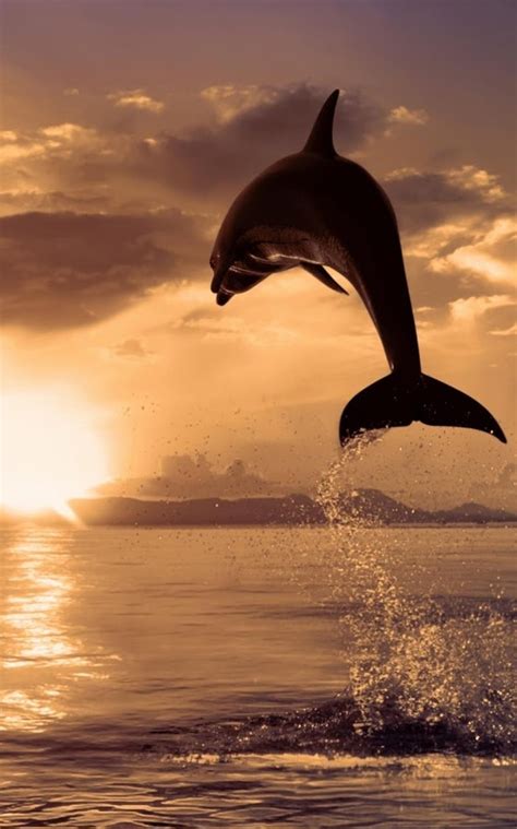 Dolphins Live Wallpaper For Android Free Download And