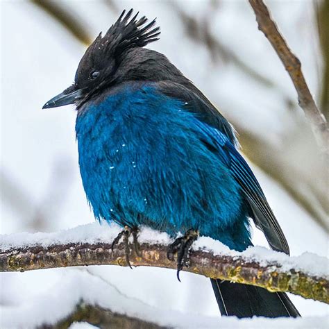 Forest edges, parks, and yards across much of north america and parts of central america. Flights of Fancy: 15 Types of Birds in Canada, Captured on ...