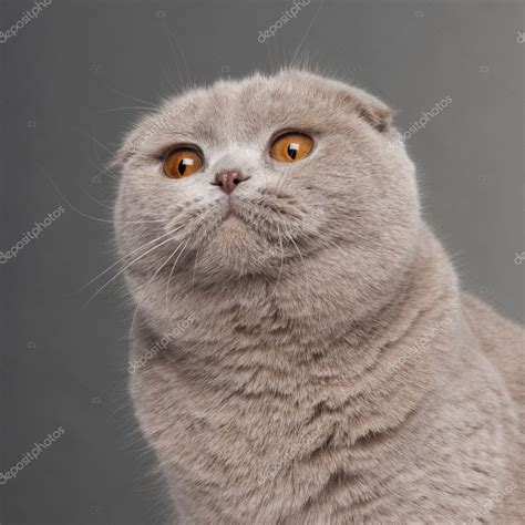 Scottish Fold Cat 9 And A Half Months Old Sitting In Front Of White