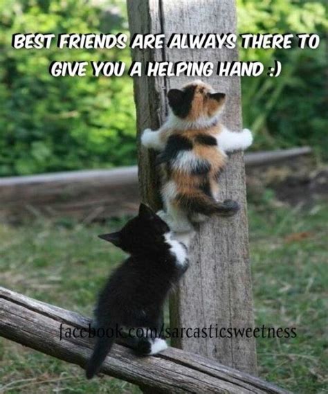 Best Friends Help Each Other Adorable Cats And Other