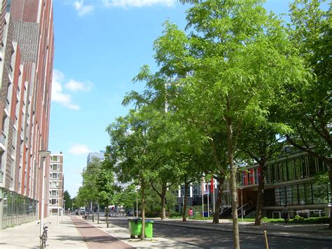 Quels Sont Les Arbres Les Plus Adaptés Aux Avenues Et Rues Larges