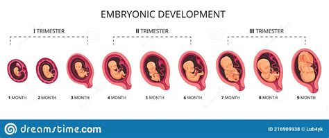 Embryo Monat Stadium Wachstum Fetale Entwicklung Vektor Flach