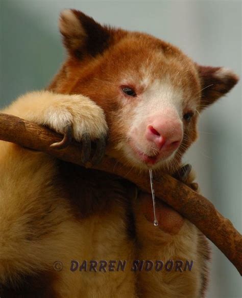 Meet These Smiling Tree Kangaroos In Australia Lipstick Alley