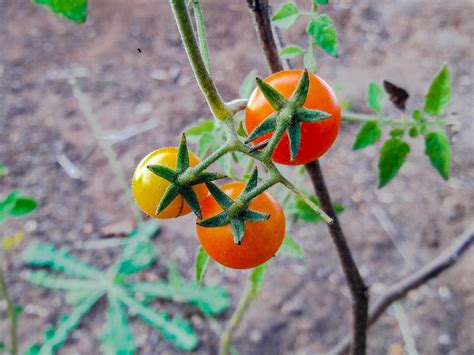 Tomato Isis Candy Cherry Tomato 30 Heirloom Seeds Grown To Organic